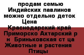 продам семью Индийских павлинов, можно отдельно деток › Цена ­ 25 000 - Краснодарский край, Приморско-Ахтарский р-н, Бриньковская ст-ца Животные и растения » Птицы   